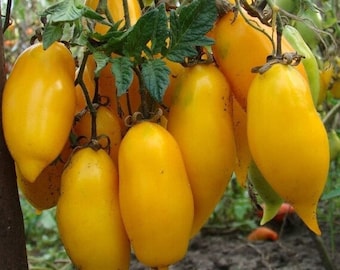 May include: A bunch of bright yellow pear-shaped tomatoes hanging from a vine. The tomatoes are smooth and glossy, with a pointed tip.
