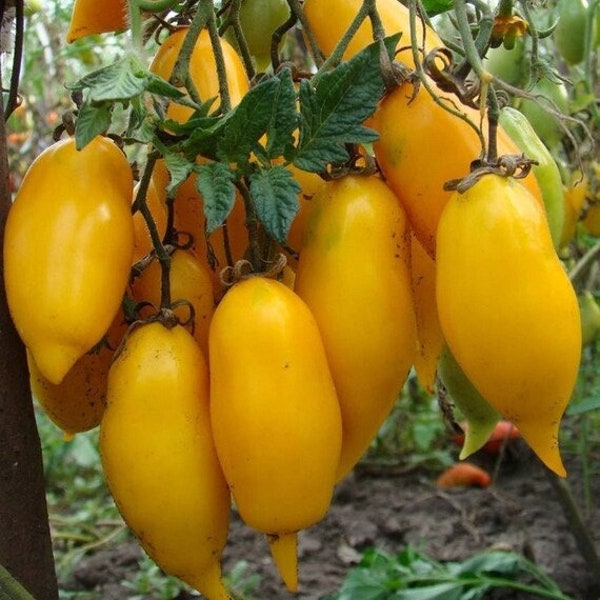 Banana Legs Tomato Seeds | Heirloom | Organic