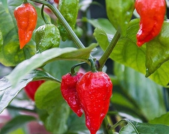 Semillas de pimienta fantasma/pimienta Bhut Jolokia/picante/orgánica