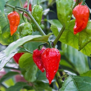 Ghost Pepper/ Bhut Jolokia Pepper Seeds | Hot | Organic