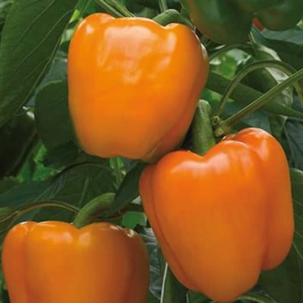 Coral Bell Pepper Seeds | Sweet | Organic