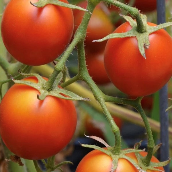 42 Day Tomato Seeds | Heirloom | Organic