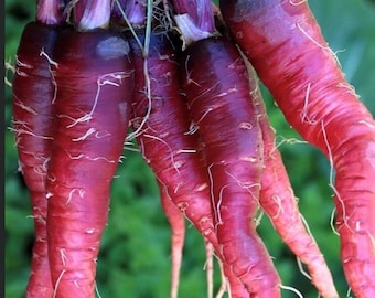 Kosmische violette Karottensamen | Bio