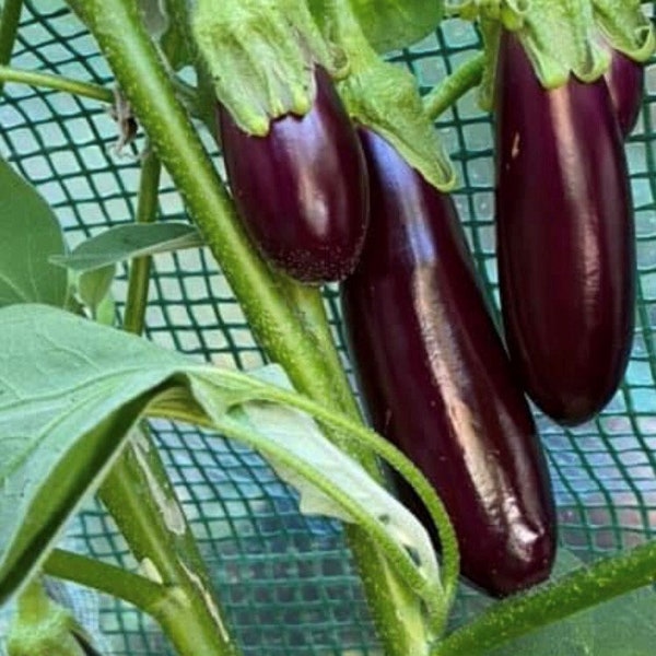 Little Fingers Eggplant Seeds | Organic