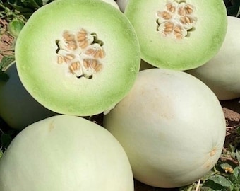 Green Flesh Honeydew Melon | Heirloom | Organic
