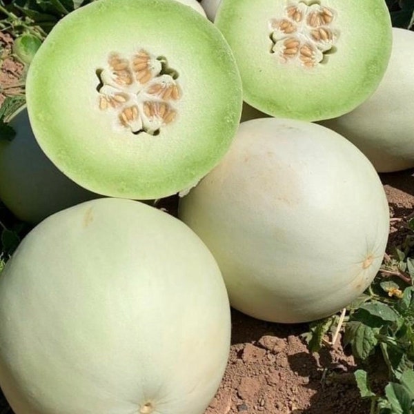 Green Flesh Honeydew Melon | Heirloom | Organic