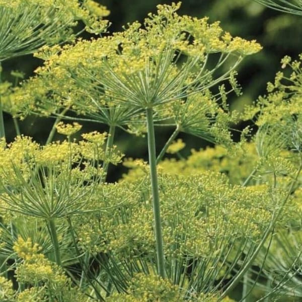 Bouquet Dill Seeds | Organic | Heirloom