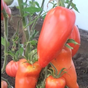 May include: A cluster of red, elongated tomatoes hanging from a vine. The tomatoes are ripe and have a smooth, glossy skin.