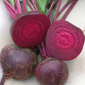 Crosby Egyptian Beet Seeds | Heirloom | Organic