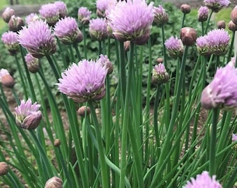 Common Chives Seeds | Heirloom | Organic