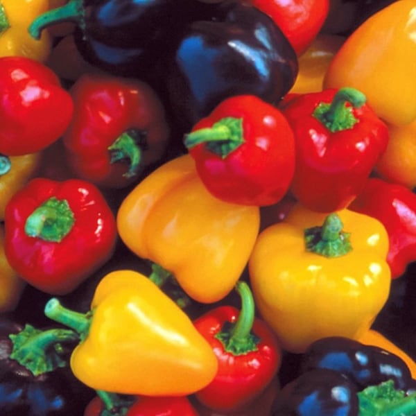 Mini Bell Pepper Seed Mix | Heirloom | Organic