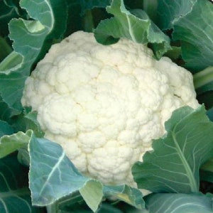 Snowball Cauliflower Seeds | Heirloom | Organic