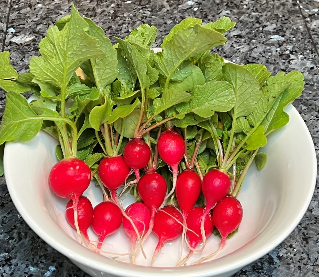 Early Scarlet Globe Radish Seeds Organic Etsy
