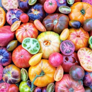 May include: A selection of colourful tomatoes, some whole, some sliced, and some at different stages of ripeness. The tomatoes are arranged in a random pattern, with some overlapping.