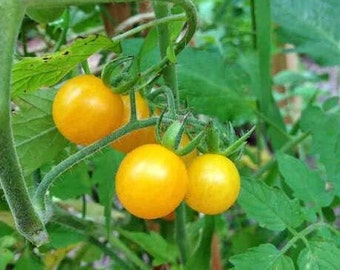 Sara's Galapagos Tomato Seeds | Heirloom | Organic