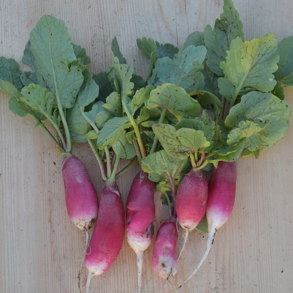 French Breakfast Radish Seeds | Heirloom | Organic