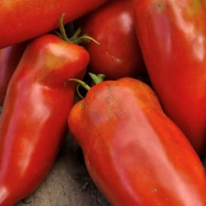 May include: A close-up of several red, elongated tomatoes. The tomatoes are smooth and have a glossy finish.