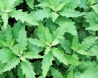 May include: Close-up of vibrant green leaves with serrated edges. The leaves are clustered together, creating a dense, textured pattern. The image showcases the natural beauty and intricate details of the plant's foliage.