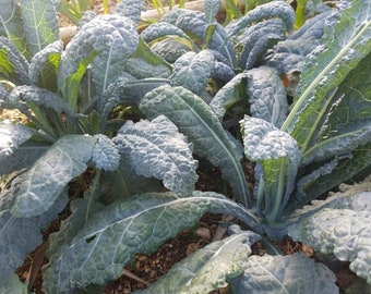 Black Magic Kale Seeds | Organic