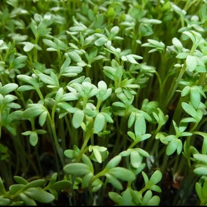 Curled Cress Seeds | Organic