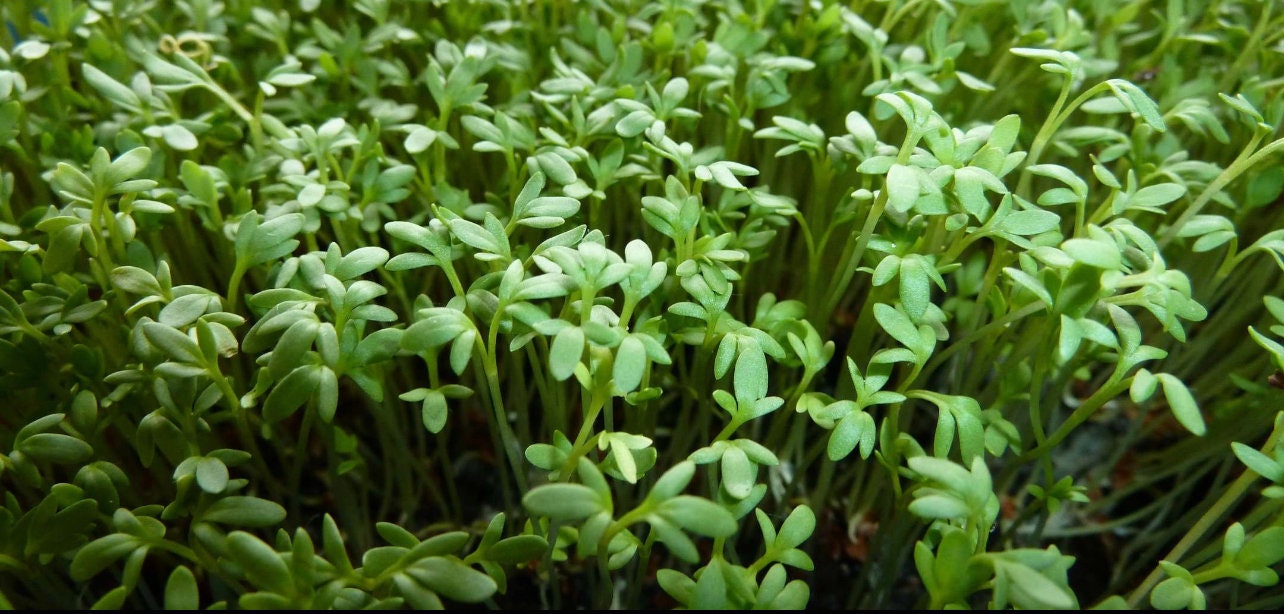 Curled Cress Seeds Organic 