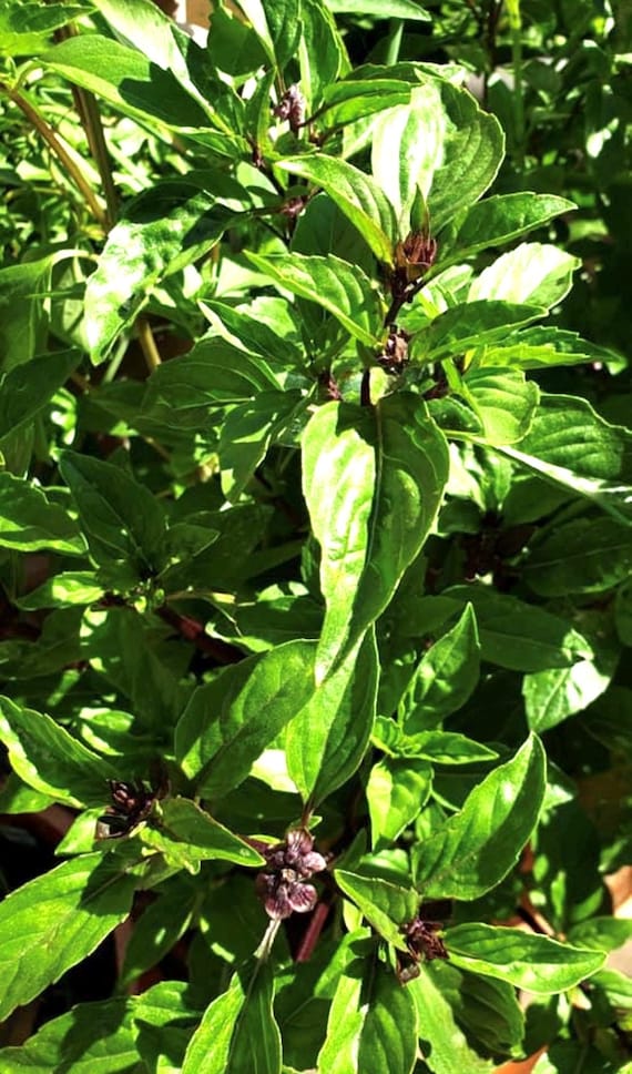 Thai Basil Seeds | Heirloom | Organic