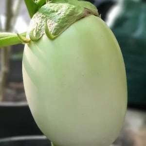 Green Apple Eggplant Seeds | Heirloom | Organic