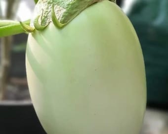Green Apple Eggplant Seeds | Heirloom | Organic