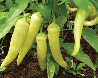 Banana Pepper Seeds | Sweet | Heirloom | Organic