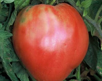 Hungarian Heart Tomato Seeds | Heirloom | Organic