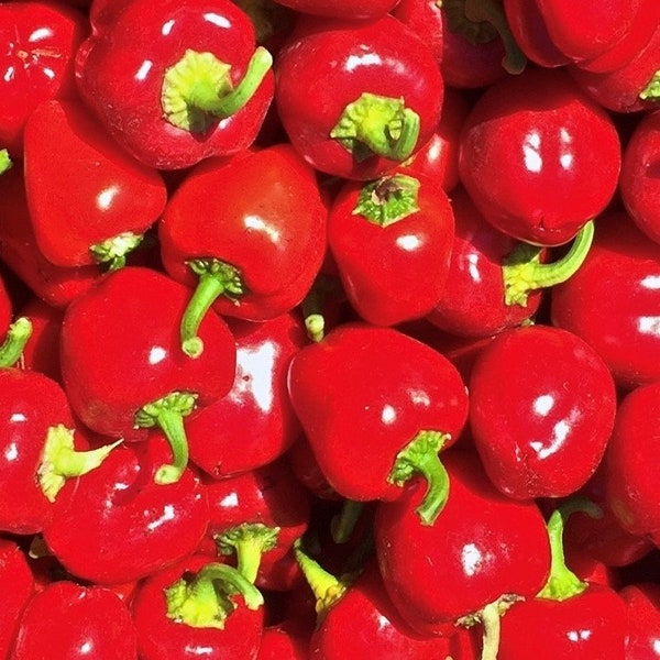 Mini Red Bell Pepper Seeds | Organic