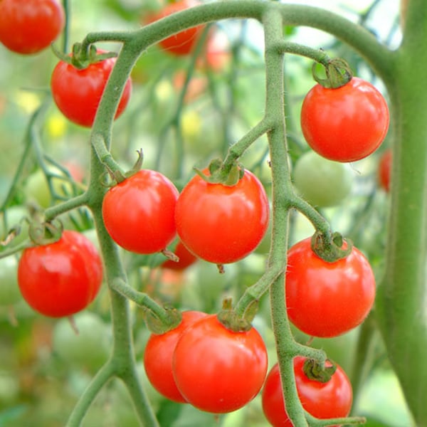 Sweet Aperitif Tomato | Heirloom | Organic