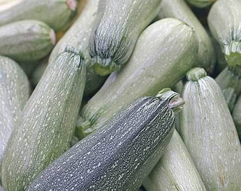 May include: A close-up of a pile of green zucchini squash. The zucchini are arranged in a random pattern, with some of the zucchini overlapping each other. The zucchini are all about the same size and shape, and they have a smooth, green skin.