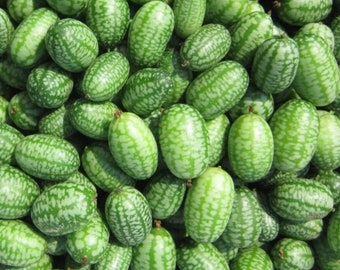 Mexican Sour Gherkin Seeds | Heirloom | Organic