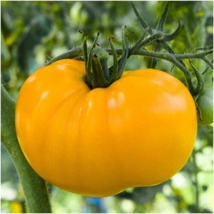 Yellow Brandywine Tomato Seeds | Organic | Heirloom