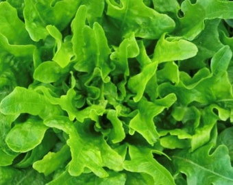 Oakleaf Lettuce Seeds | Heirloom | Organic