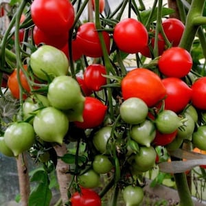May include: A close-up of a tomato plant with a mix of red and green tomatoes. The tomatoes are clustered together on the vine, with some hanging down and others pointing upwards. The plant is growing in a greenhouse or garden setting.