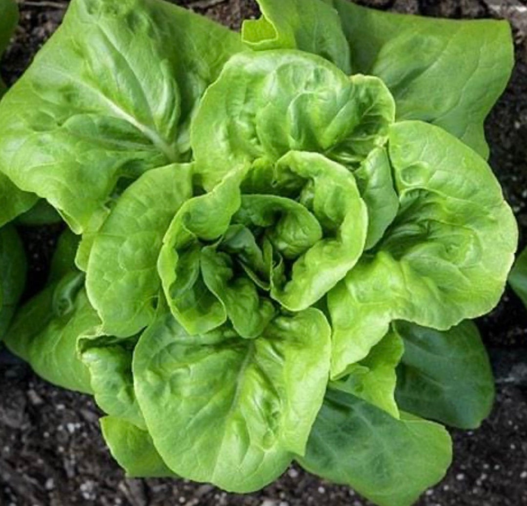 Buttercrunch Butterhead Lettuce Seeds Heirloom Organic Etsy