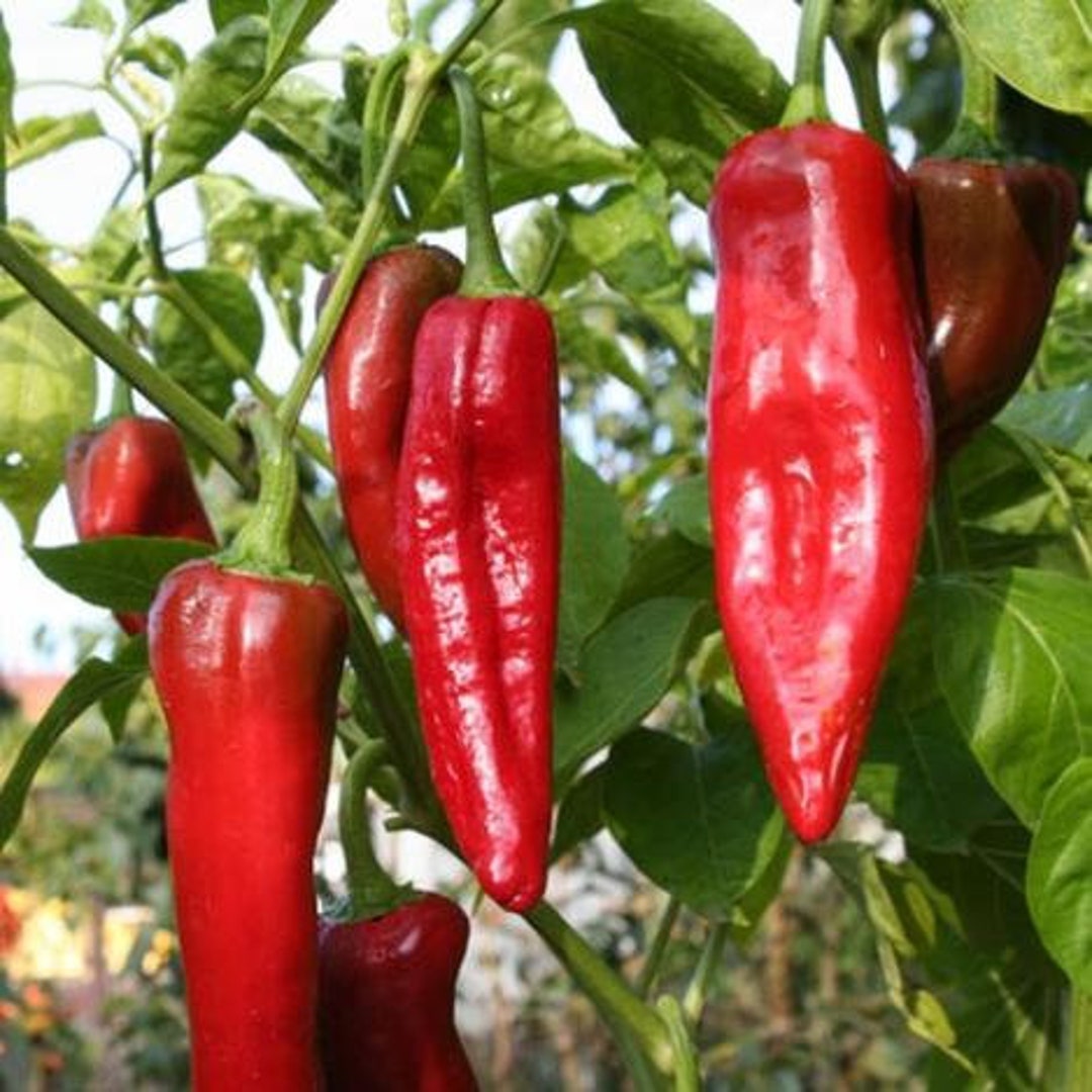 Big Jim Pepper Seeds Hot Organic Etsy