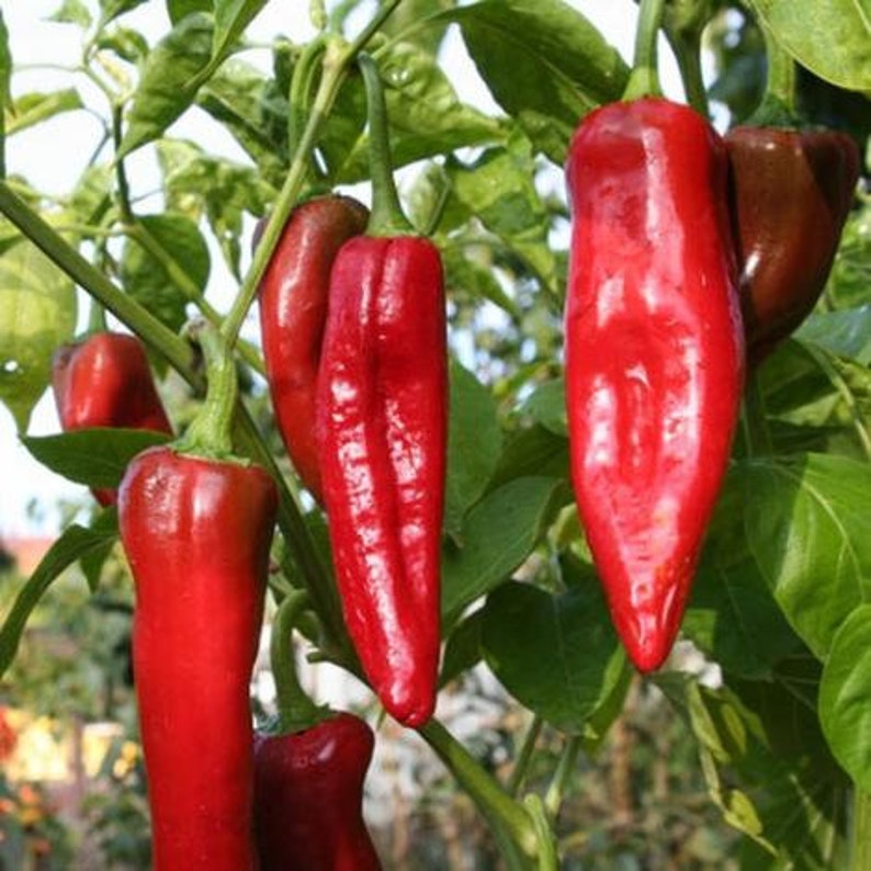 Big Jim Pepper Seeds | Hot | Organic