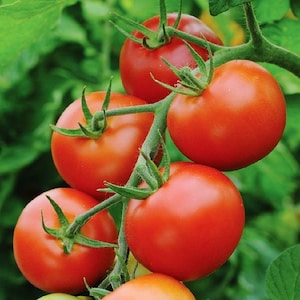 Moneymaker Tomato Seeds| Heirloom | Organic
