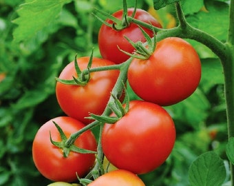 Semillas de tomate Moneymaker/ Heirloom/Orgánico
