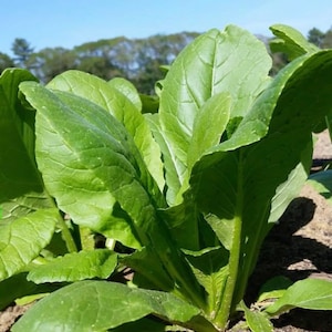 Komatsuna (Japanese Mustard) Seeds | Heirloom | Organic