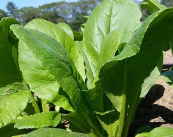 Komatsuna (Japanese Mustard) Seeds | Heirloom | Organic