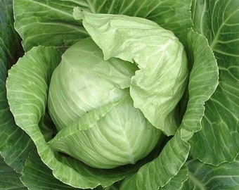 Copenhagen Market Early Cabbage Seeds | Heirloom | Organic