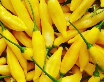 Lemon Drop Pepper Seeds | Hot | Organic