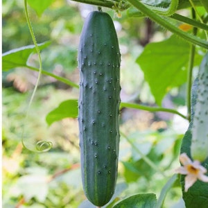 Straight Eight Cucumber Seeds | Heirloom | Organic