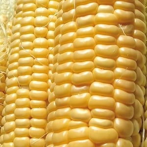May include: Close-up of three ears of corn, showing the kernels in detail. The corn is yellow and has a glossy sheen.