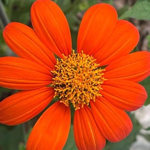 Mexican Sunflower Seeds