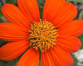 Mexican Sunflower Seeds
